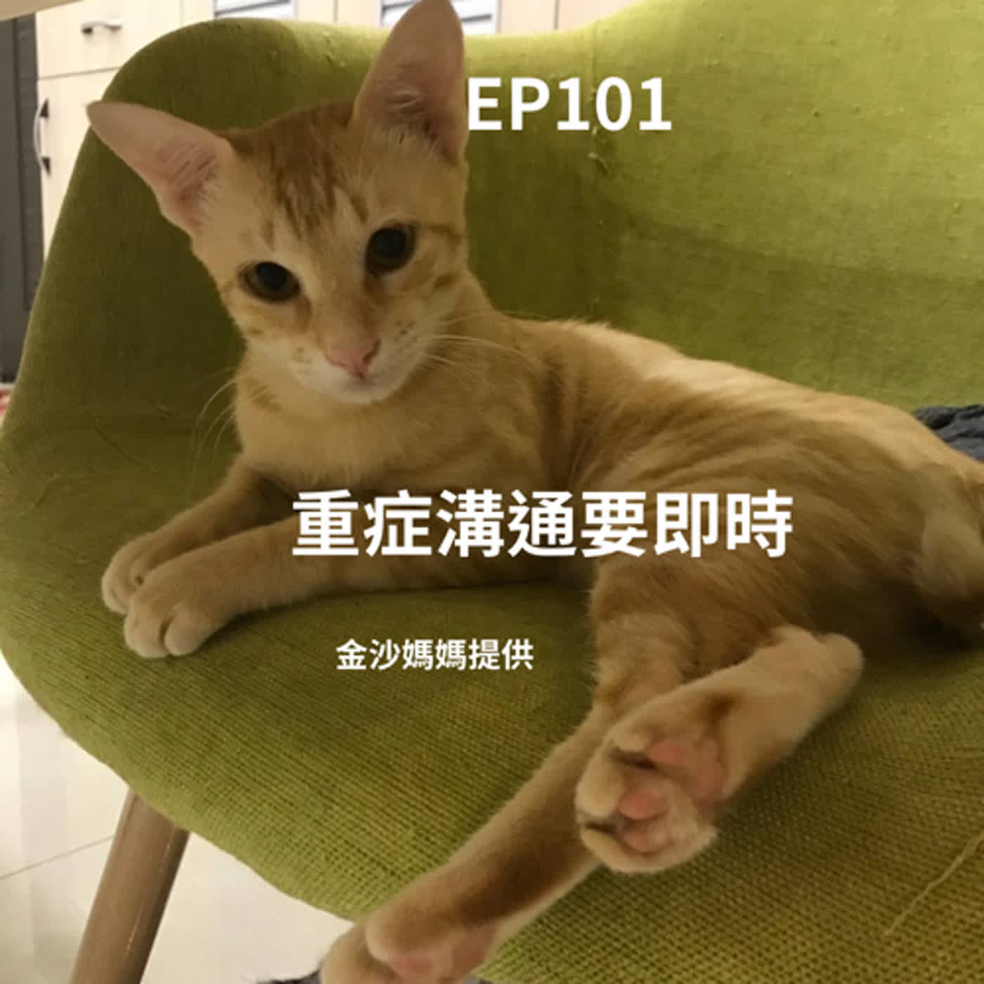EP101 中途浪浪橘貓：我假裝跟尾巴很開心 因為我不知接下來要去哪裡? (柚子貍&安妮動物園/從0到1媒體人x斜槓)